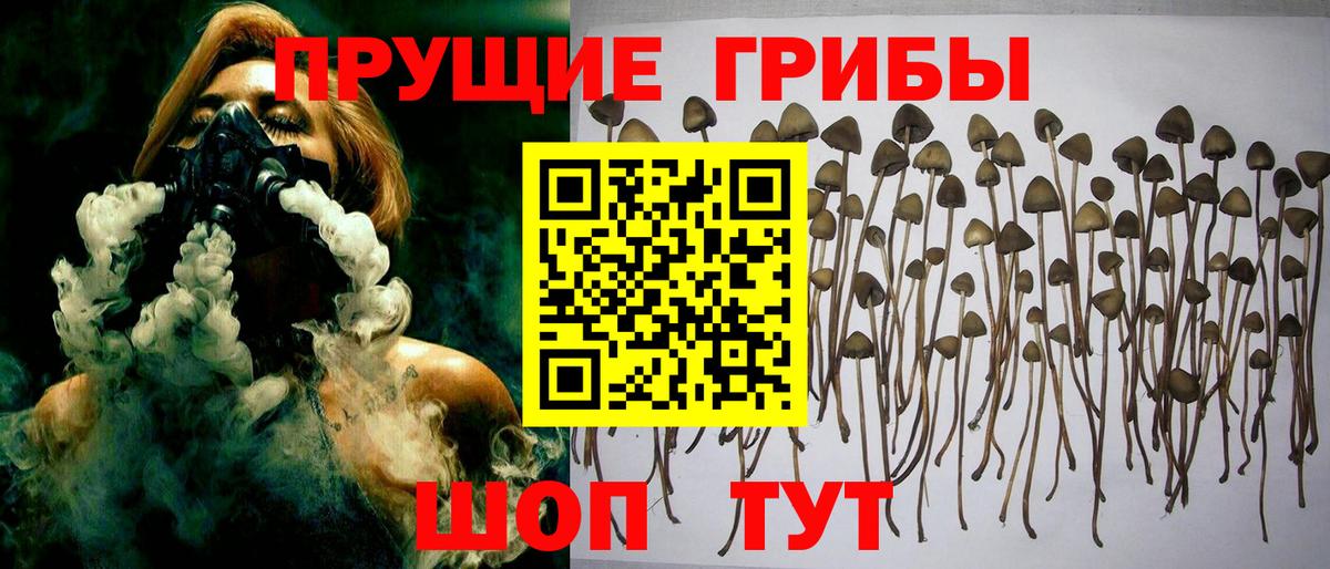 Орёл  Псилоцибиновые грибы Psilocybine cubensis  Вход с VPN 